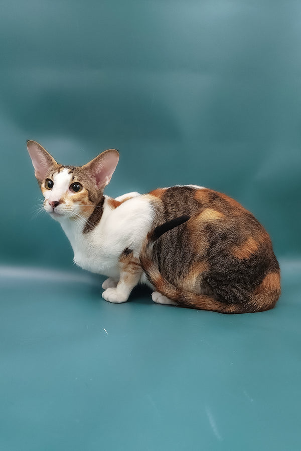 Esme | Oriental Shorthair Kitten