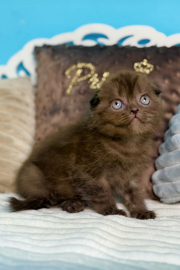 Esmerald | Scottish Fold Kitten