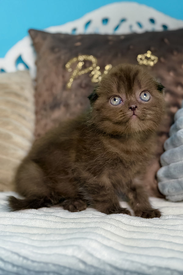 Esmerald | Scottish Fold Kitten