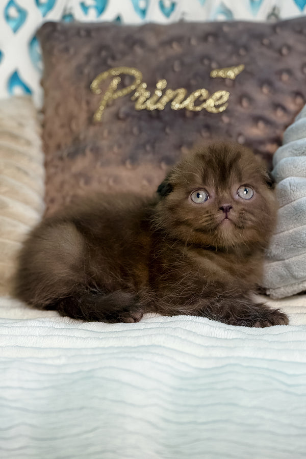 Esmerald | Scottish Fold Kitten
