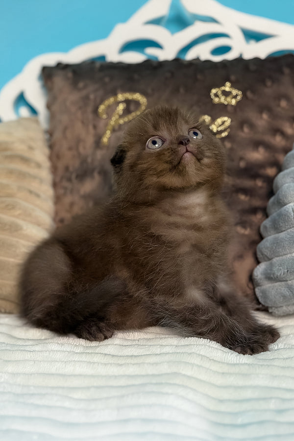 Esmerald | Scottish Fold Kitten