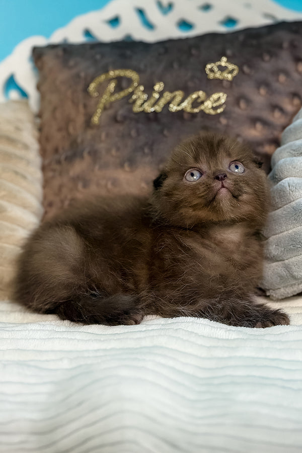 Esmerald | Scottish Fold Kitten