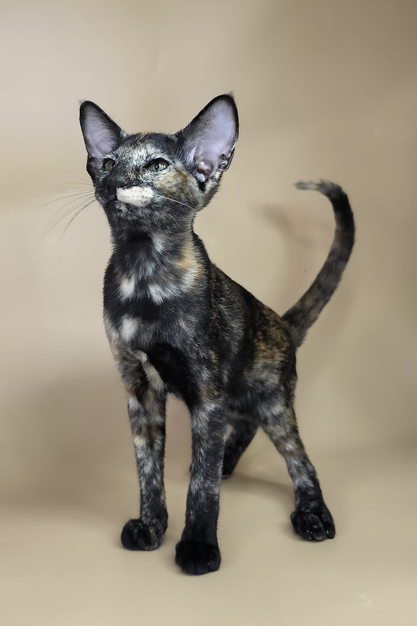 Esmeralda | Oriental Shorthair Kitten