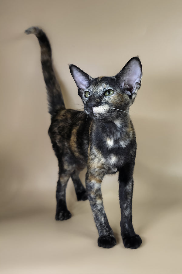 Esmeralda | Oriental Shorthair Kitten