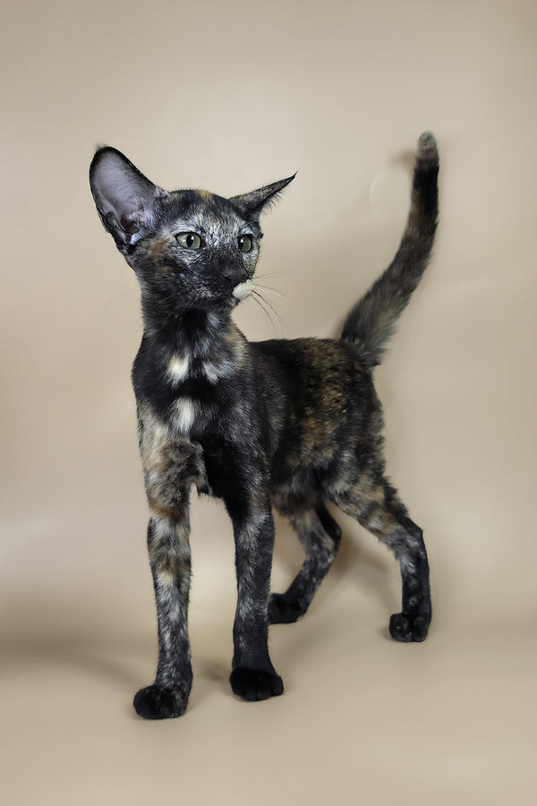 Esmeralda | Oriental Shorthair Kitten