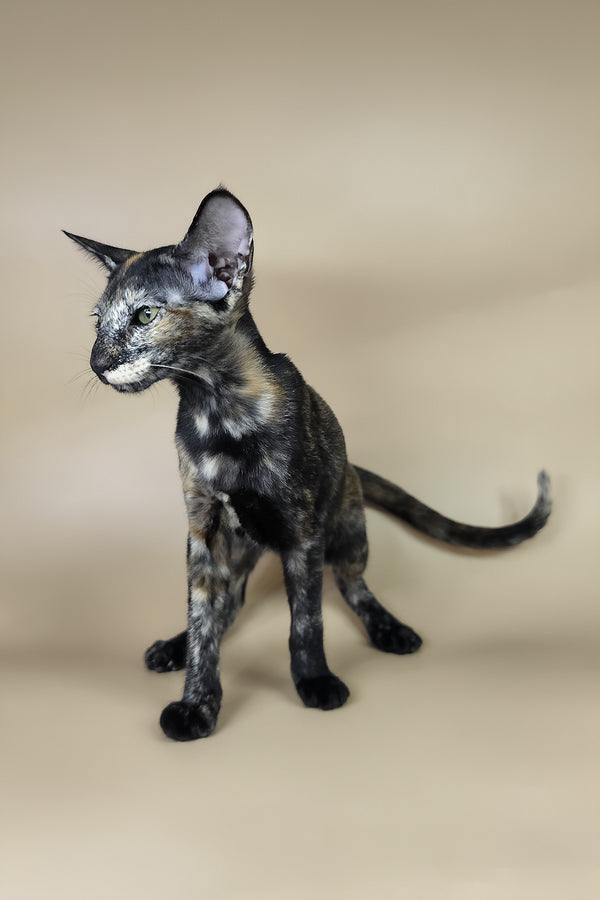 Esmeralda | Oriental Shorthair Kitten