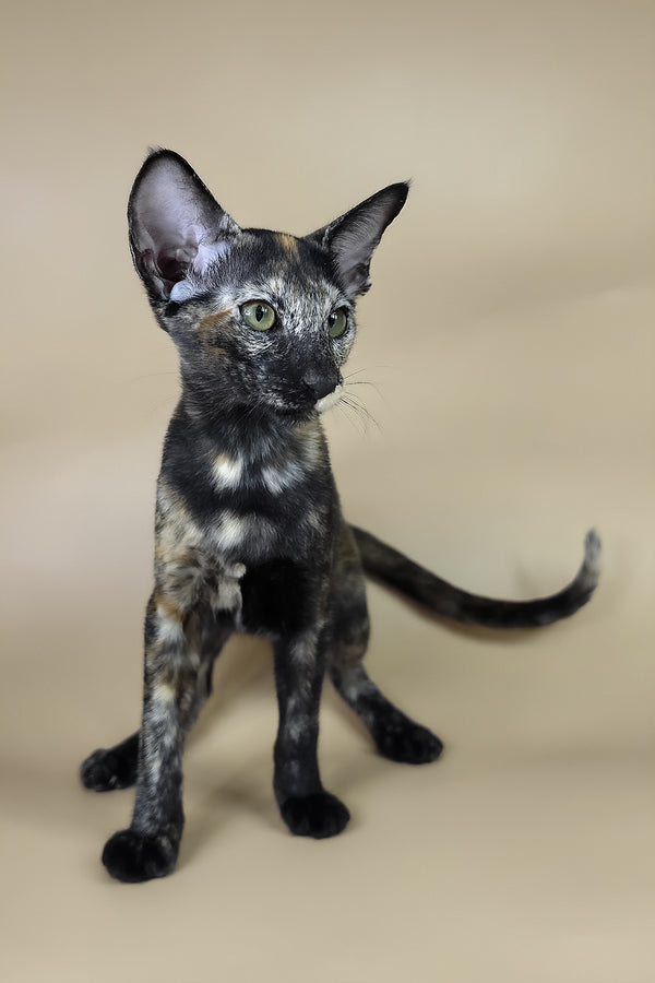Esmeralda | Oriental Shorthair Kitten