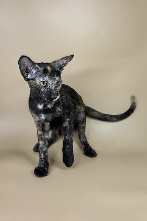 Esmeralda | Oriental Shorthair Kitten