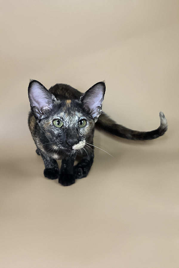 Esmeralda | Oriental Shorthair Kitten
