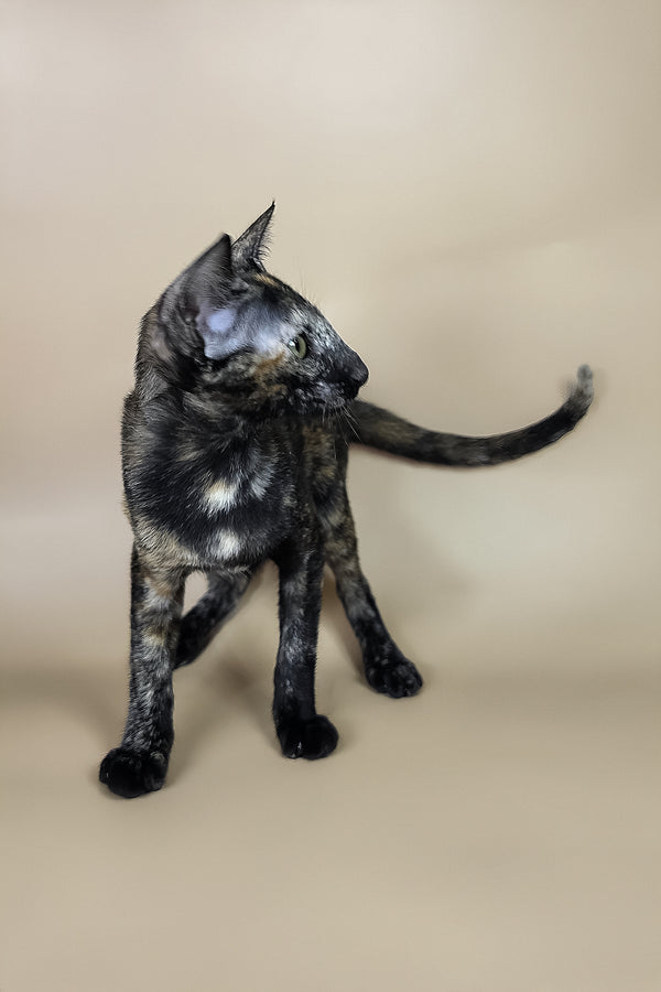 Esmeralda | Oriental Shorthair Kitten