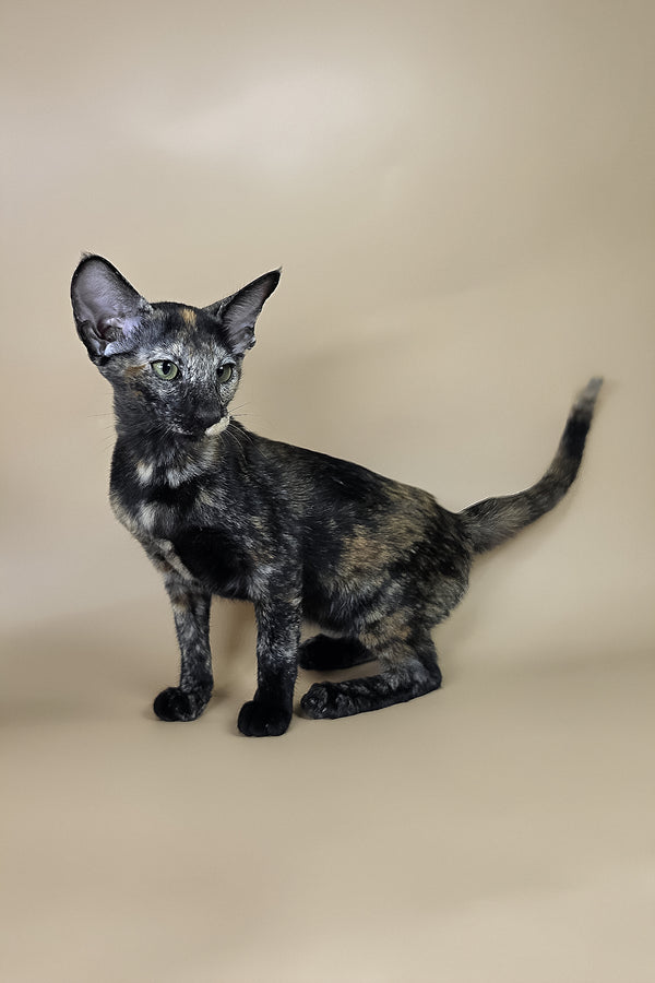 Esmeralda | Oriental Shorthair Kitten