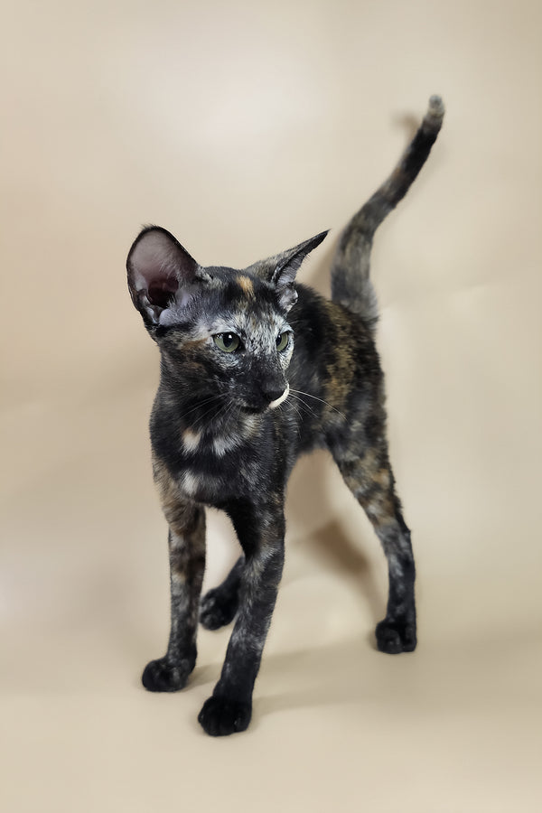 Esmeralda | Oriental Shorthair Kitten