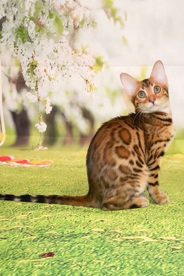 Euphoria | Bengal Kitten