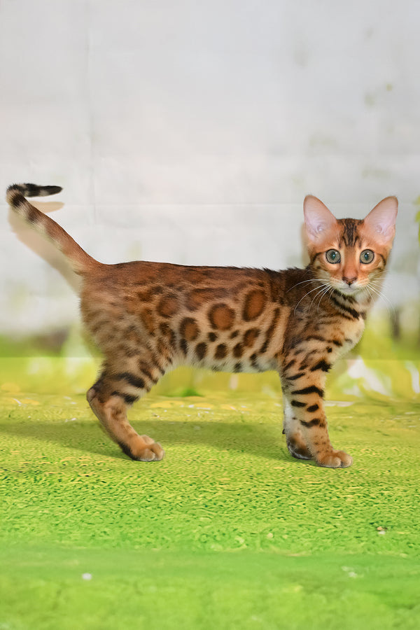 Euphoria | Bengal Kitten