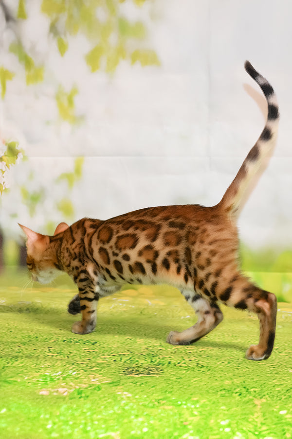 Euphoria | Bengal Kitten