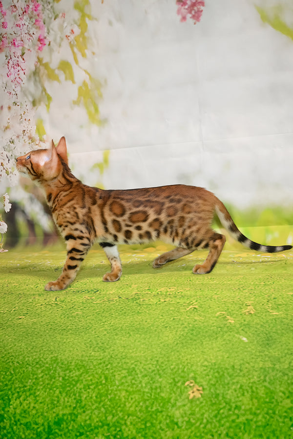 Euphoria | Bengal Kitten