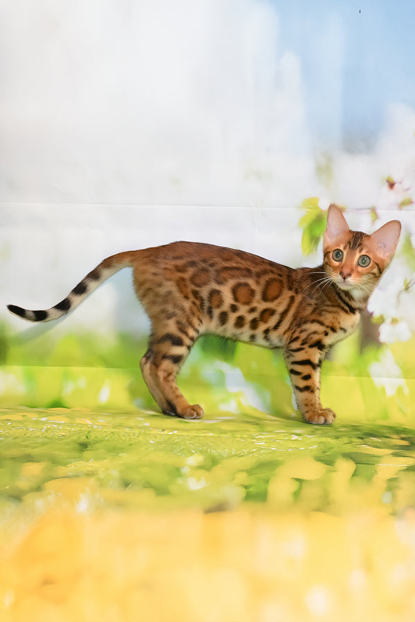 Euphoria | Bengal Kitten