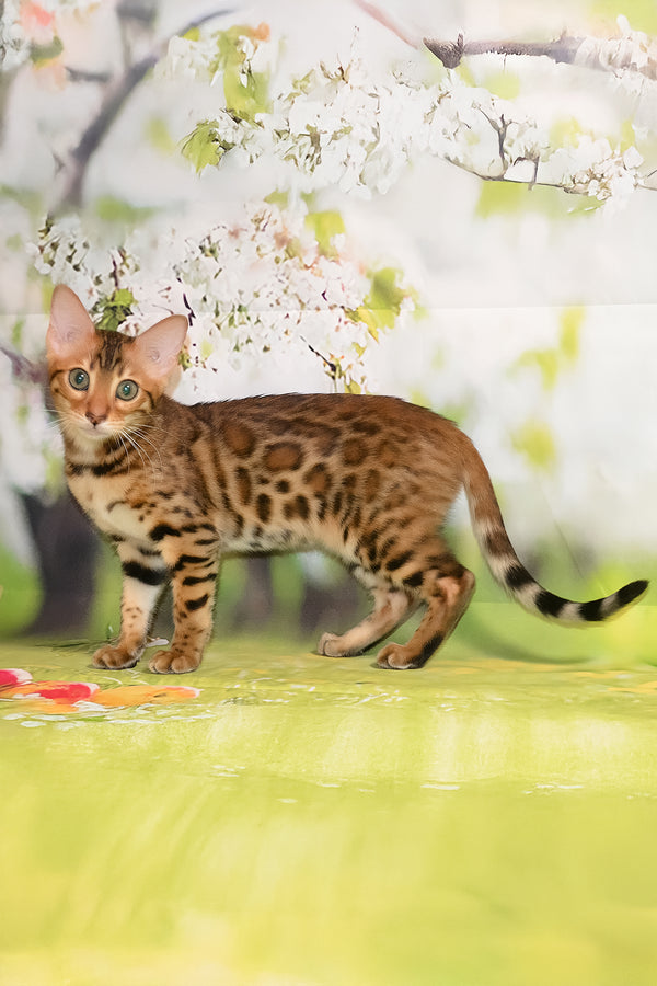 Euphoria | Bengal Kitten