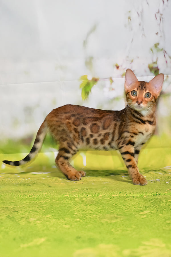 Euphoria | Bengal Kitten