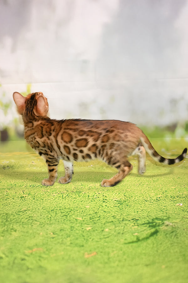 Euphoria | Bengal Kitten