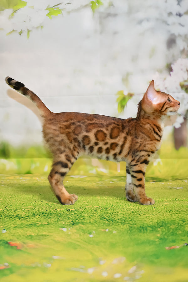 Euphoria | Bengal Kitten