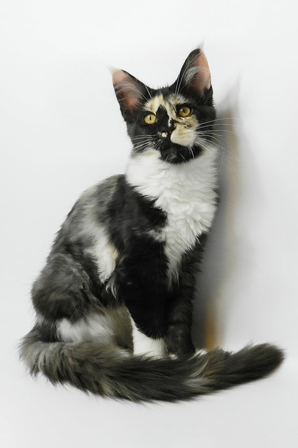 Evie | Maine Coon Kitten