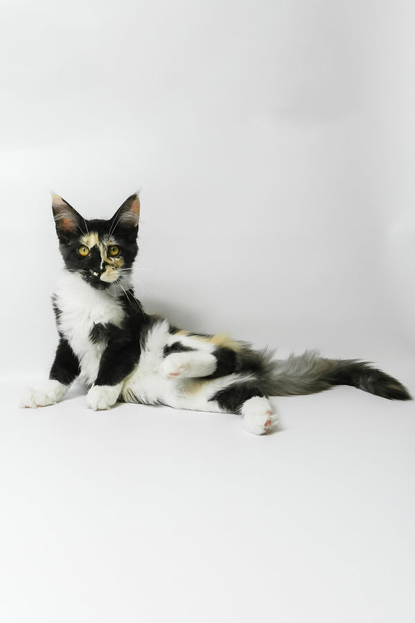 Evie | Maine Coon Kitten