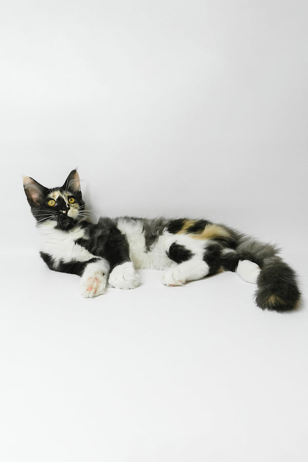 Evie | Maine Coon Kitten