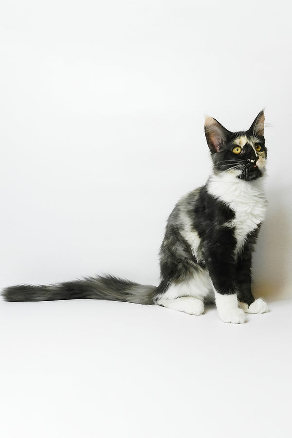 Evie | Maine Coon Kitten