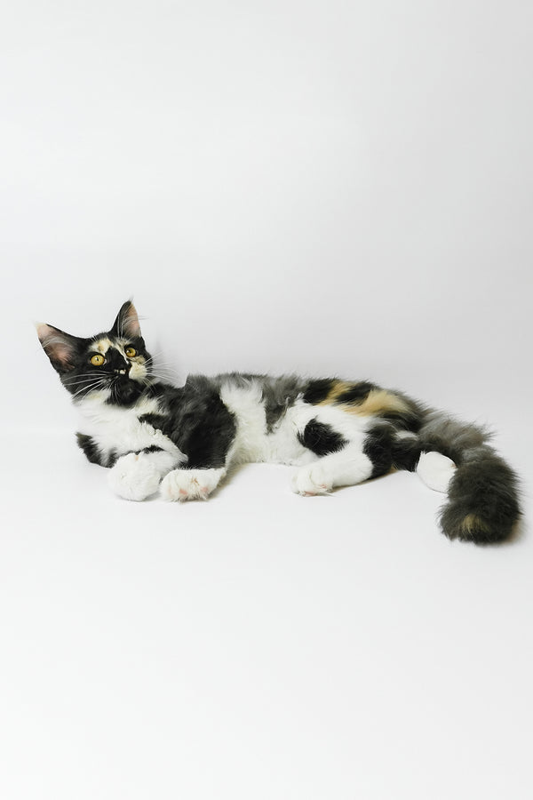 Evie | Maine Coon Kitten