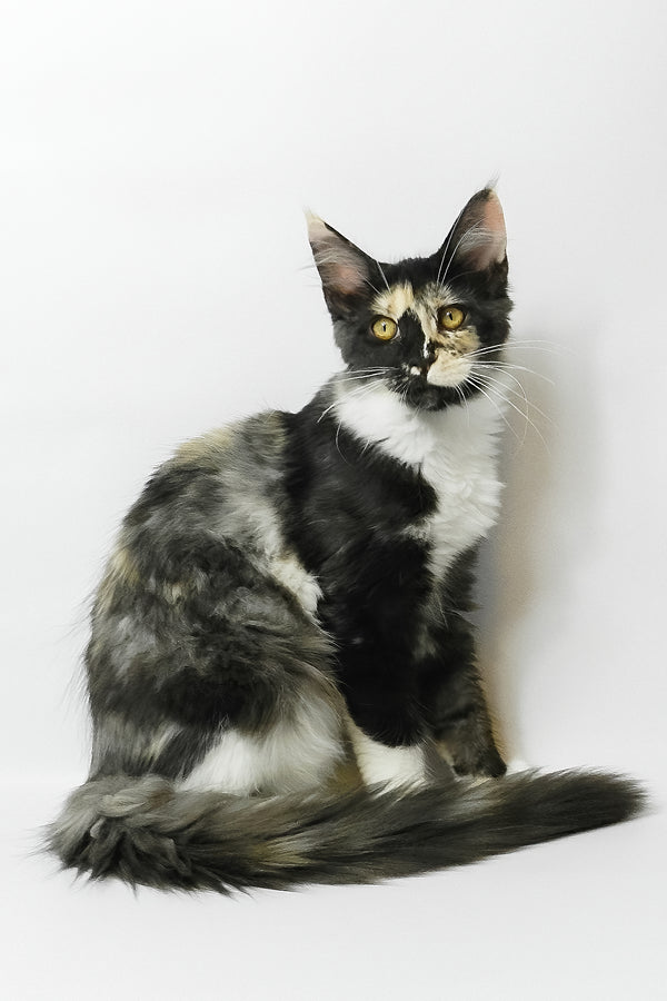 Evie | Maine Coon Kitten