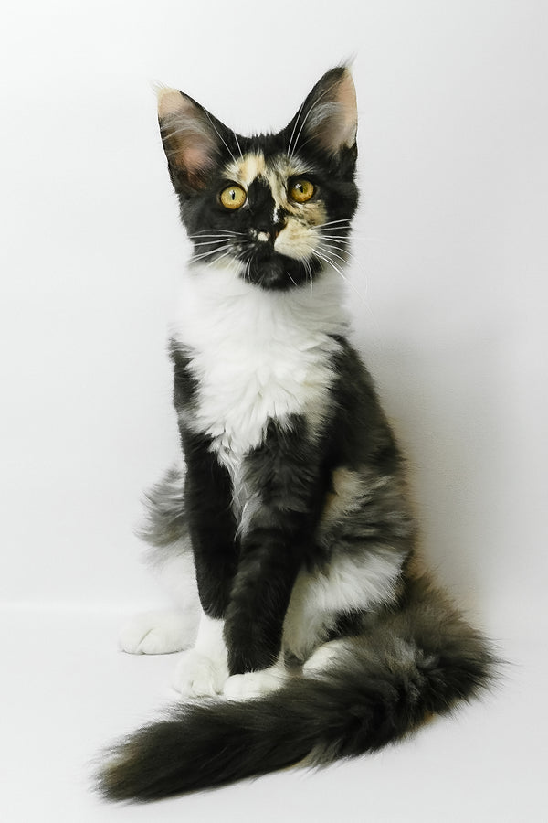 Evie | Maine Coon Kitten