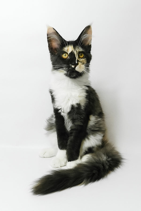 Evie | Maine Coon Kitten
