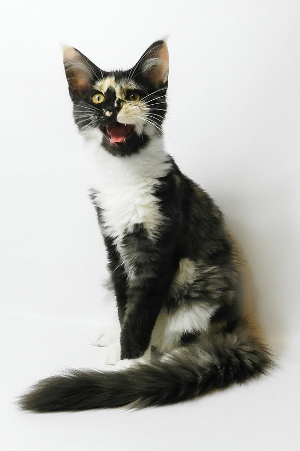 Evie | Maine Coon Kitten