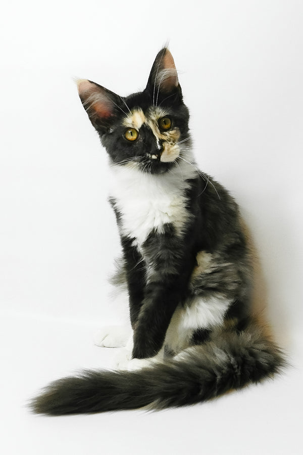 Evie | Maine Coon Kitten