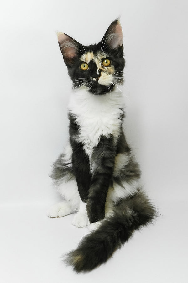 Evie | Maine Coon Kitten