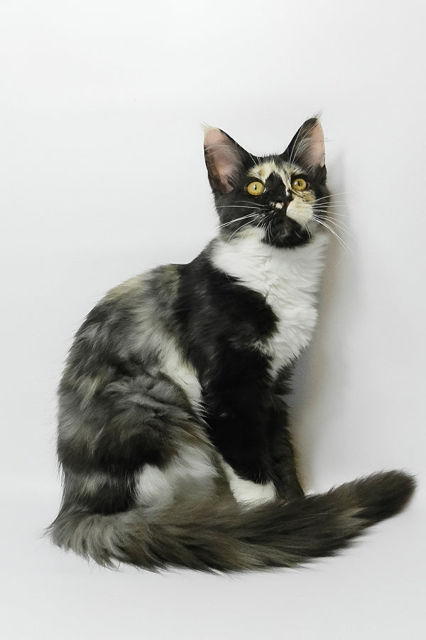 Evie | Maine Coon Kitten