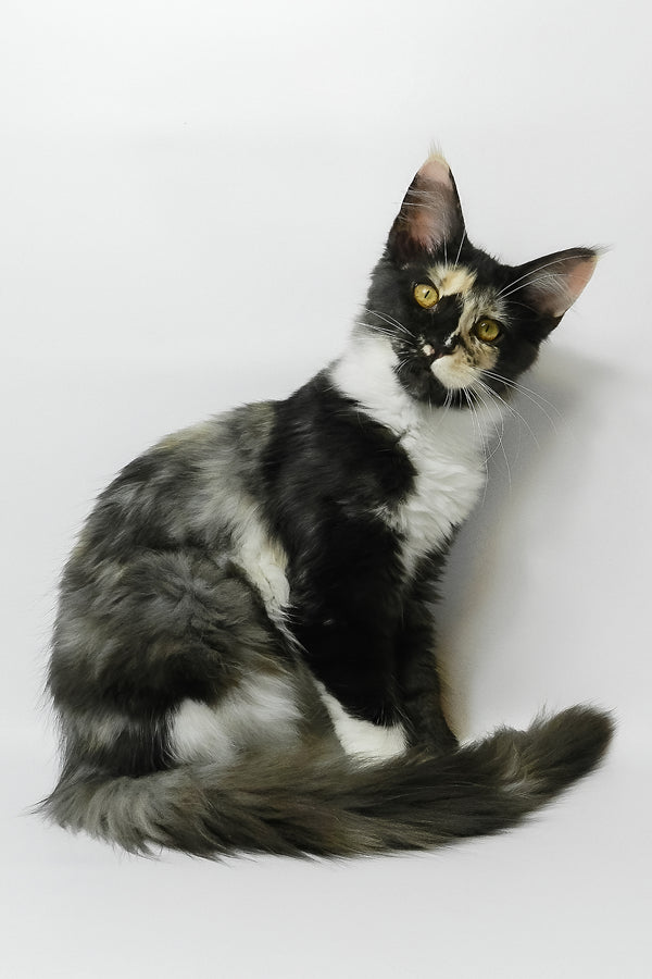 Evie | Maine Coon Kitten