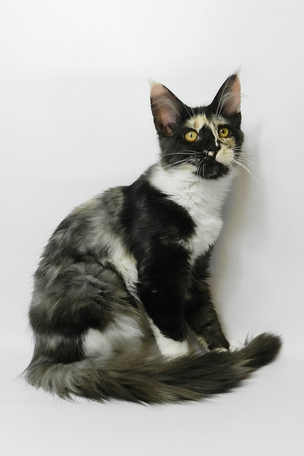 Evie | Maine Coon Kitten