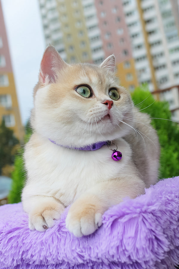 Ilona | British Shorthair Kitten