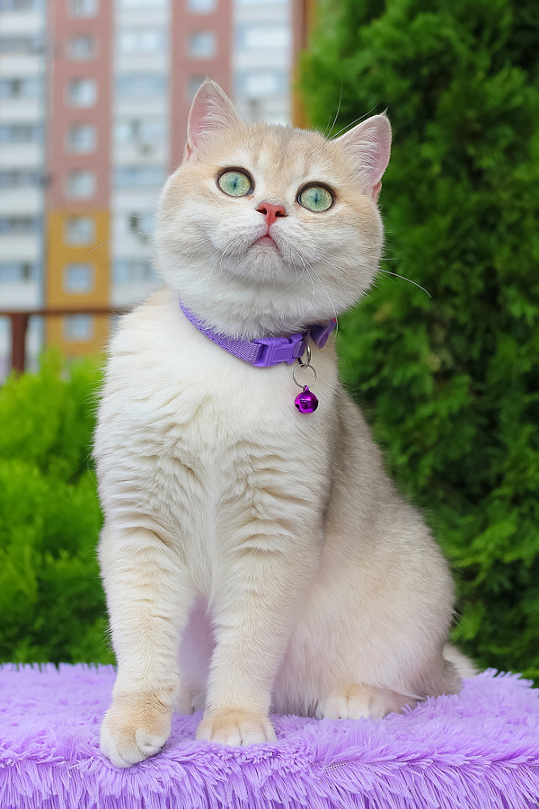 Ilona | British Shorthair Kitten