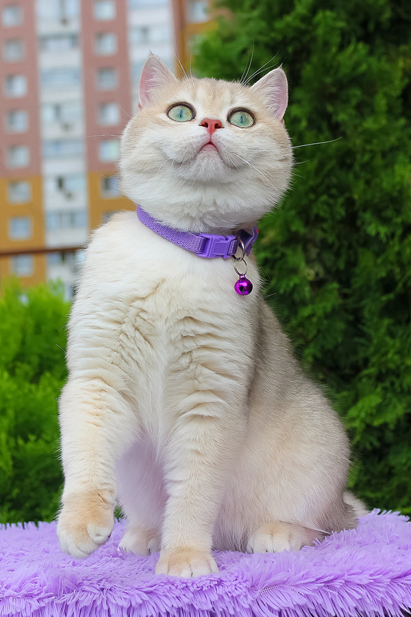 Ilona | British Shorthair Kitten