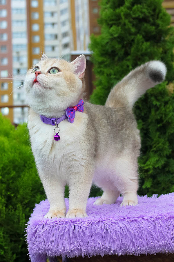 Ilona | British Shorthair Kitten