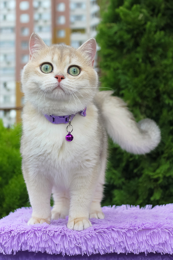 Ilona | British Shorthair Kitten
