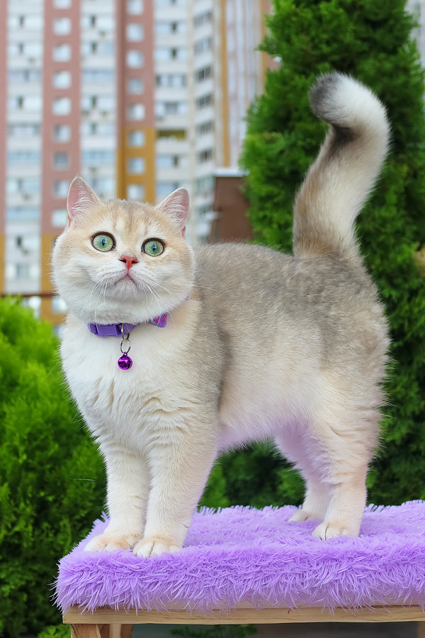 Ilona | British Shorthair Kitten