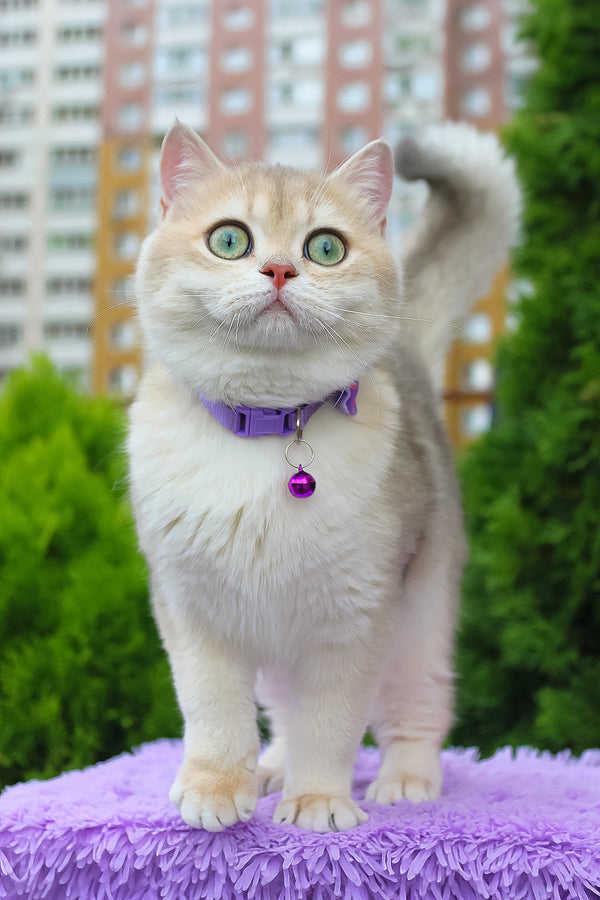 Ilona | British Shorthair Kitten