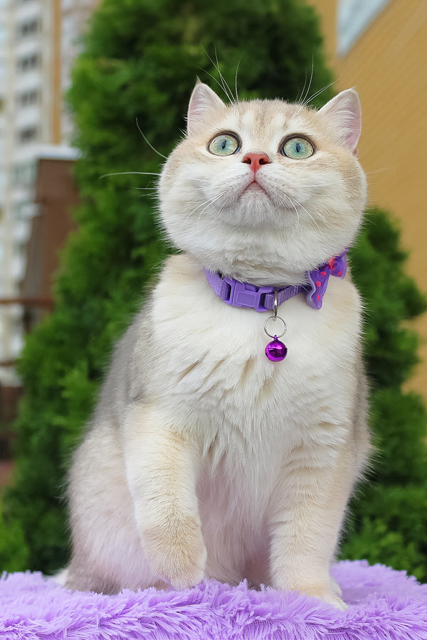Ilona | British Shorthair Kitten