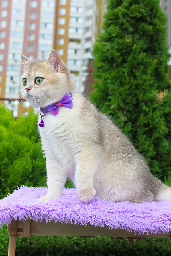 Ilona | British Shorthair Kitten