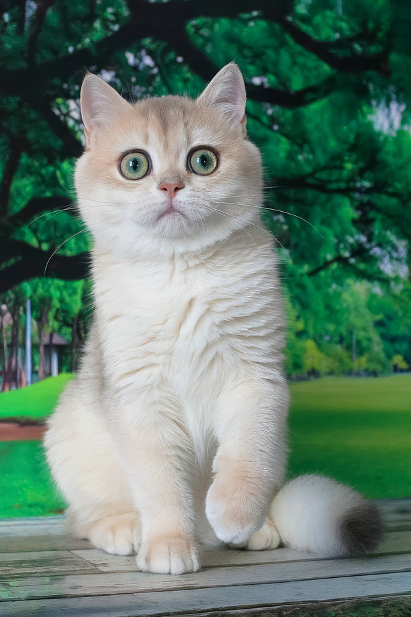 Ilona british shorthair kitten fluffy cream-colored with striking green eyes sitting on wooden surface golden shell shade