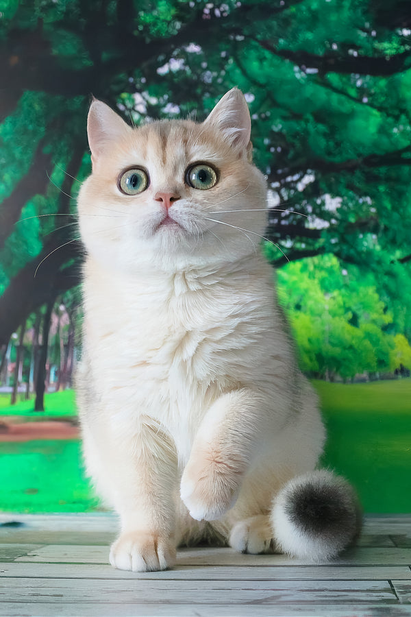 A fluffy cream-colored british shorthair kitten with striking green eyes sitting on wooden planks perfect for golden shell lovers